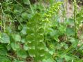 Botrychium lunaria